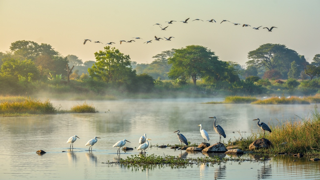 Magadi Bird Sanctuary lake surrounded by green trees with birds